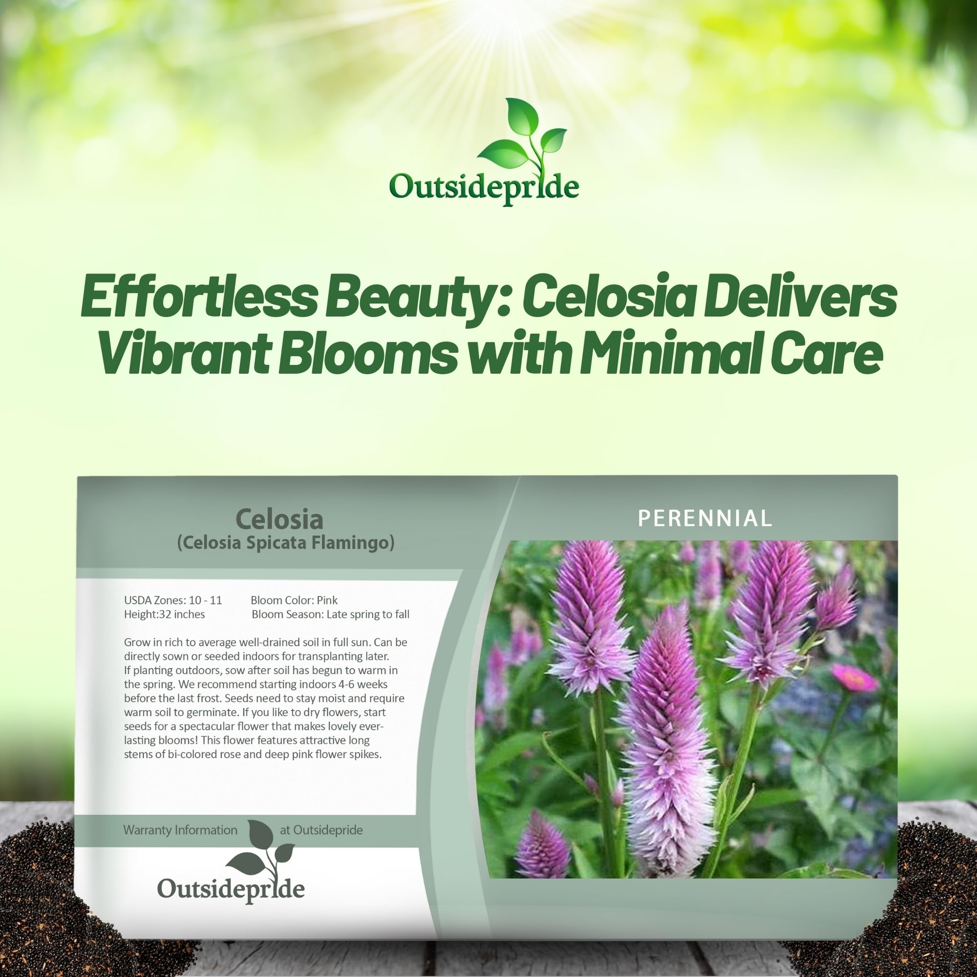 Amazon.com : Outsidepride Spicata Celosia Seeds - 2000 Pcs
